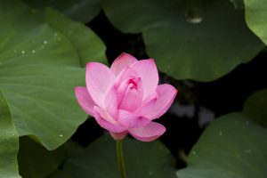 Which is Lotus365 Download Link Review 2027: Bonus, App, Withdrawal Tested